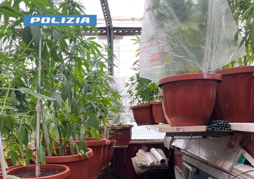 Nasconde una serra di marijuana sul terrazzo di casa: arrestato un 51enne