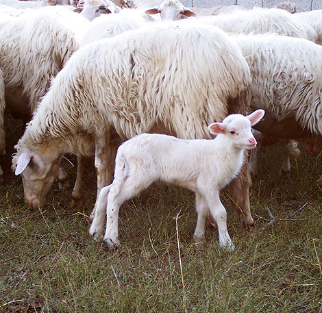 Marigliano, erba avvelenata: muoiono due pecore