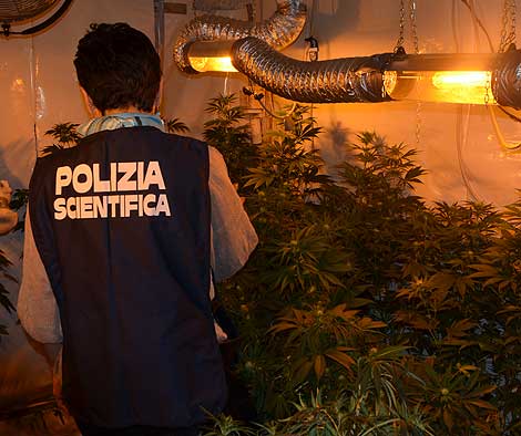 Sequestrata una serra di marijuana