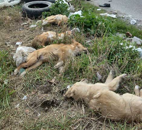 Mariglianella, macabro incidente: 4 cuccioli uccisi da auto pirata.