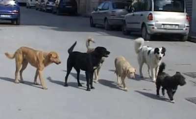 Nola, donna morsa da cane randagio: Comune si oppone a risarcimento danni