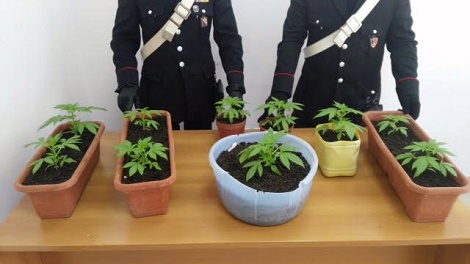Caivano, coltivava cannabis sul terrazzo: arrestato 29enne