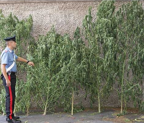 Afragola, coltivava marijuana in casa: 60enne in manette